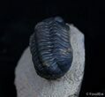 Bargain Reedops Trilobite - Inches #2081-2